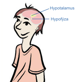 Kde se produkuje růstový hormon - hypotalamus, hypofýza