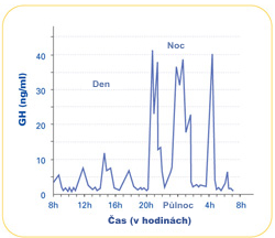 Normální produkce růstového hormonu během 24 hodin